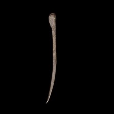 Figure 13, right: A decorative bone pin, Early Aurignacian period, about 34,000 years old, from the abri Lartet in the Gorge d'Enfer. Deliberately made jewellery is unknown in Old Stone Age sites in Europe before the start of the Upper Palaeolithic. The decorated pin is a rare piece. There is nothing to compare with it in the whole of western Europe. Both excavated in the Dordogne and bequeathed by Henry Christy: British Museum.